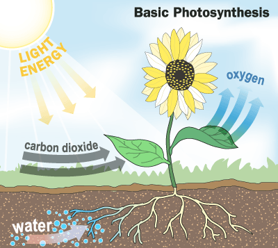 What Is the Basic Role of CO2 in Photosynthesis? What Is the Basic Role of CO2 in Photosynthesis?